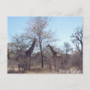 Recherche de de safari cartes postales Vacances