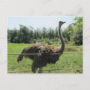 Suche nach langer hals postkarten Wild