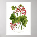 Suche nach vintager efeu poster Blume