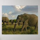 Recherche de éléphants africains posters Éléphant africain