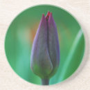 Recherche de fleur tulipe dessous de verres Plante