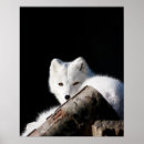 Suche nach arktisch poster Schnee