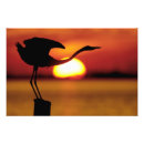 Suche nach florida vögel poster Himmel