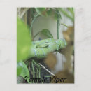 Suche nach viper postkarten Reptil