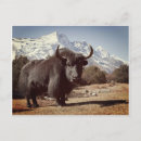 Recherche de yaks cartes postales Montagnes