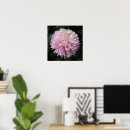 Recherche de chrysanthème photographie Pour tous