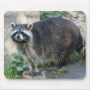 Suche nach waschbären mousepads Süß