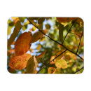 Recherche de oeil photographie Orange