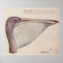 Suche nach pelikan poster Vogel