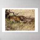 Recherche de safari birthday posters Lion