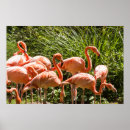 Recherche de flamant rose posters Oiseaux