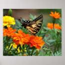 Suche nach gelber schmetterling poster Blume