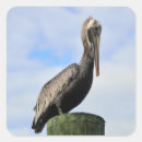 Suche nach pelikan aufkleber Tierwelt