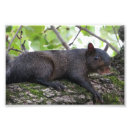 Recherche de écureuil posters Mammifère