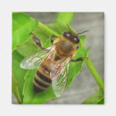 Suche nach bee magnete Honig