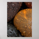 Recherche de galetteuse posters Photographie de nature