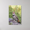 Suche nach rinder poster leinwandbilder Usa
