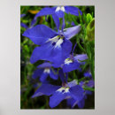 Suche nach kobalt poster Blume