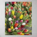 Suche nach bunte tulpen poster Farbe