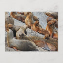 Recherche de otaries cartes postales Lion