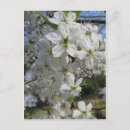 Recherche de poires cartes postales Fleurs