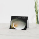 Recherche de zantedeschias Amour
