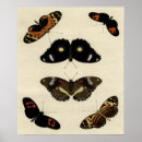 Recherche de arrière plan crème posters Papillon