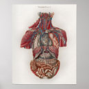 Recherche de organe anatomie posters Anatomique