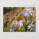 Suche nach aster blume postkarten September