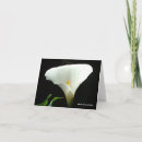Recherche de mensonge photographie Calla lily