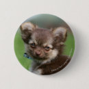 Recherche de chiot de chiwawa badges Plomb et pam langrish