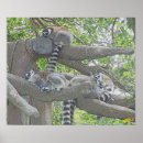 Suche nach lemurs poster Natur
