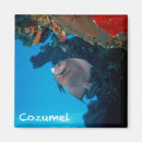 Recherche de scalaire Corail
