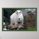 Recherche de chèvre de montagne posters Nature