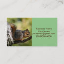 Suche nach eichhörnchen visitenkarten Tierwelt