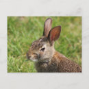 Recherche de bébé lapin cartes postales Faune