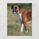 Suche nach boxer dog poster Fellfarbe