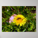 Suche nach taraxacum poster Fotografie