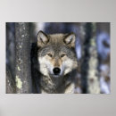 Recherche de loup et lac posters Faune