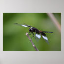 Recherche de libellule et damselfly posters Pour tous
