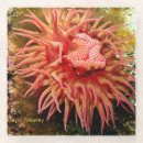 Suche nach taucher untersetzer Fotografie