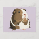 Suche nach guinea pig postkarten Schweinig