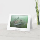 Suche nach cuttlefish Unterwasser