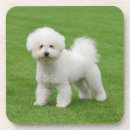 Suche nach bichons Hund