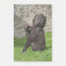 Suche nach gorilla post it Niedlich