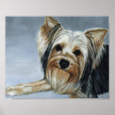 Recherche de yorkshire terrier posters Canine
