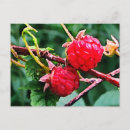 Recherche de framboise cartes postales Baies