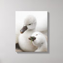 Suche nach schwan leinwandbilder Tier
