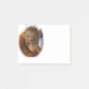 Suche nach orang utan Borneo