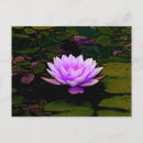 Recherche de floral rose cartes postales Lotus